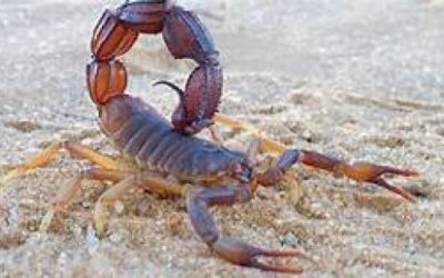 Jeremy Sherr – Scorpion