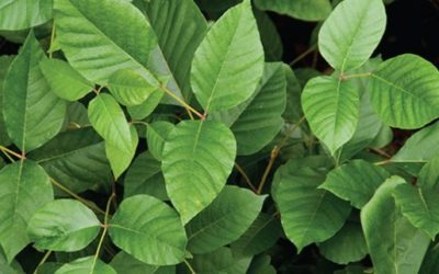 Vega Rozenberg – Meeting Point Seminar (WISH) 2014